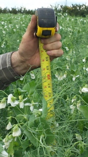 AAC Lacombe peas - August 2016